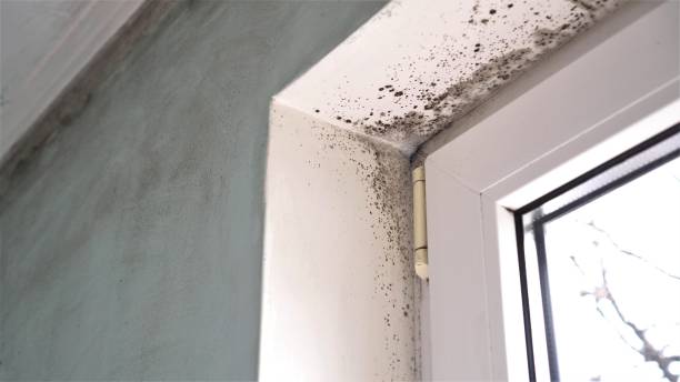 Best Attic Mold Remediation in Bristol, WI