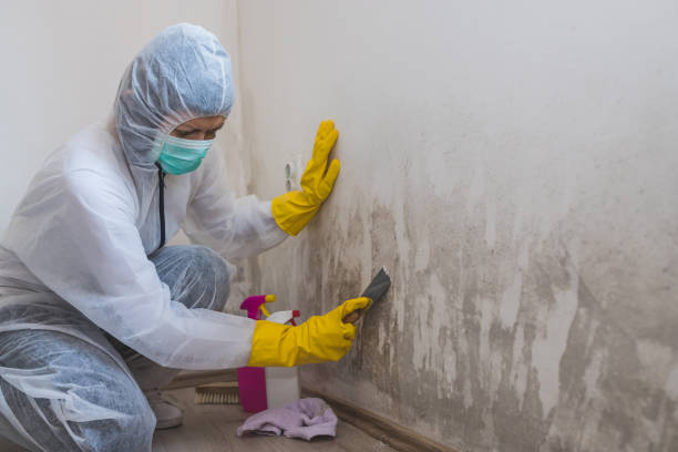 Best HVAC Mold Remediation in Bristol, WI