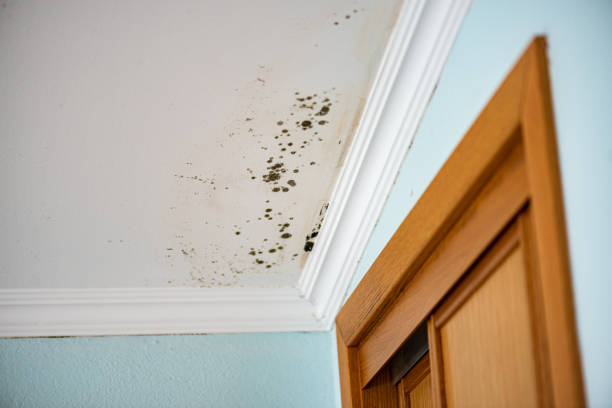 Best White Mold Remediation in Bristol, WI