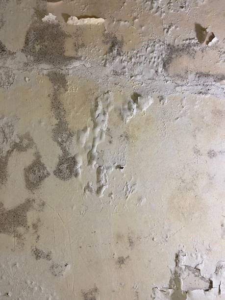 Professional Mold Remediation in Bristol, WI