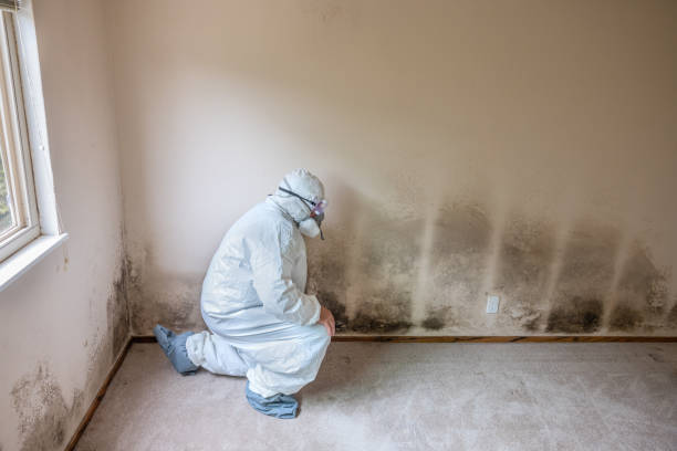 Best Commercial Mold Remediation in Bristol, WI