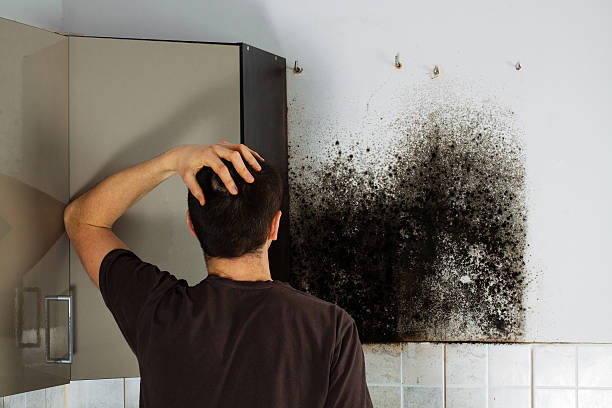 Best HVAC Mold Remediation in Bristol, WI
