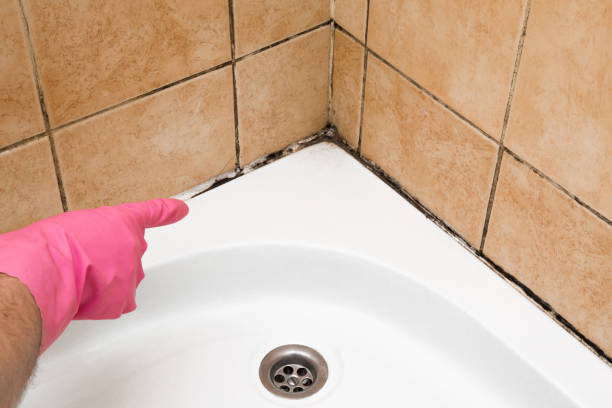Best Insurance-Related Mold Remediation in Bristol, WI